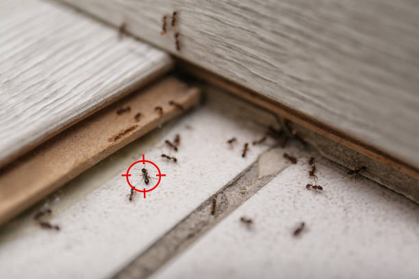 Best Commercial Pest Control Services  in Two Harbors, MN